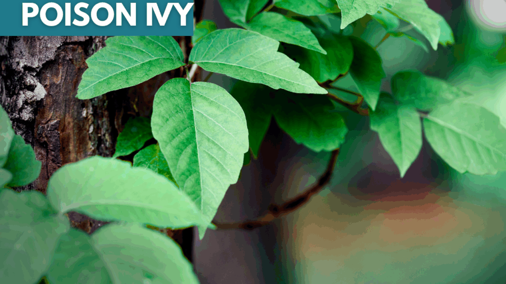 poison ivy poison oak poison sumac whats the difference 2