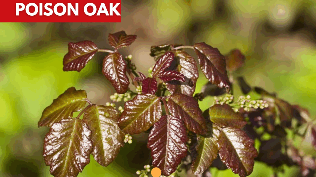 poison ivy poison oak poison sumac whats the difference 3