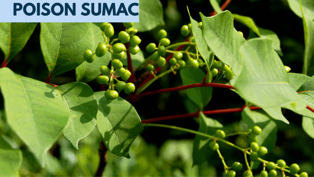 poison ivy poison oak poison sumac whats the difference 4